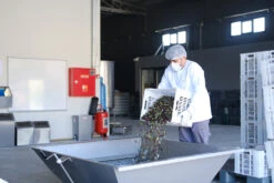 Grillfürst Feinkost - Olivenöl Niz Olive Memecik - Nativ Extra - Mehrfach International Preisgekrönt - 500ml -Camping Geschäft Niz Olive Olivenoel Ernte September